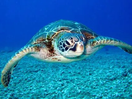 Sea Turtle Spirit Animal Activation Meditation