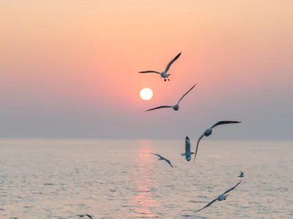 Sea Waves & Seagulls – Ambient Seashore Soundscape