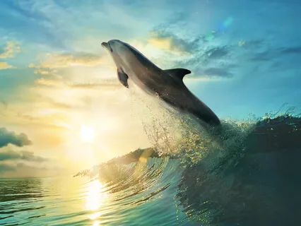 Sea With A Dolphin Meditation