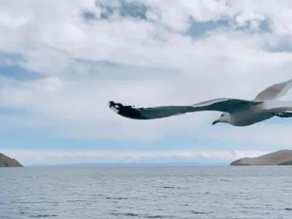 Seagull Sounds And Relaxing Music With Sea Breeze