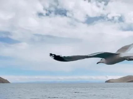 Seagull Sounds And Sleep Music With Sea Breeze