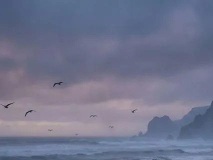 Seagulls and Waves for Beach Sleep