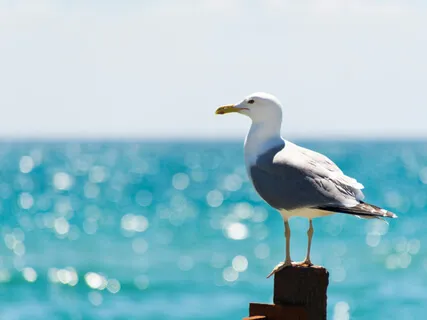 Seagulls Love The Sea