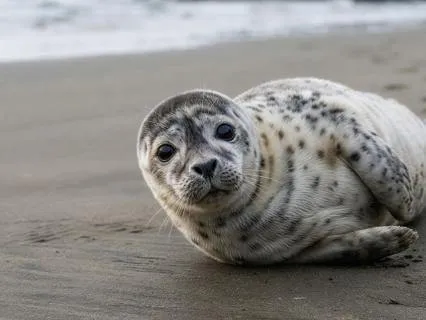 Seal Peace: Underwater Music For Stress Relief & Anxiety