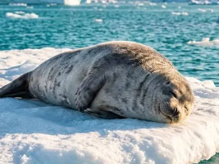 Seal Waves: Underwater Sound Healing for Rest & Renewal