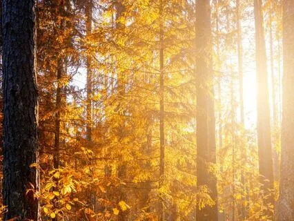 Search For The Magic Ingredients: Long Bedtime Story