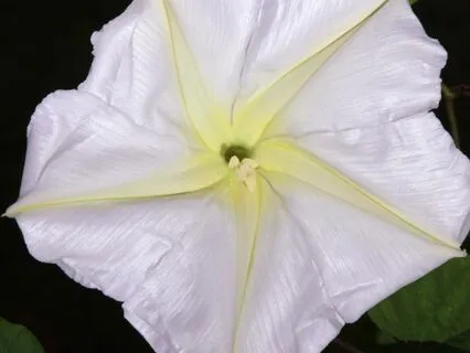 Search For The Magical Moonflower (Long Bedtime Story)