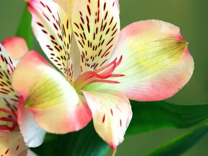 Search Joy In Everything That Is Joy Coming From Within