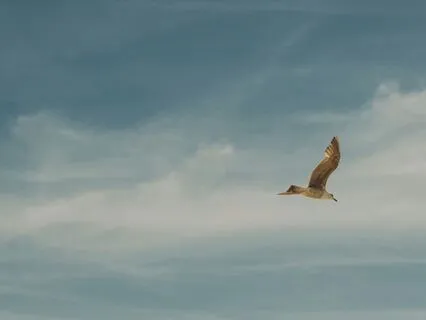 Searching - A Song About Searching For Truth