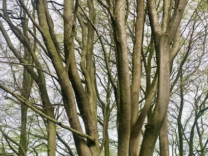 Searching Out The Pleasant Things