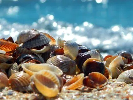 Seashell Dreams Ambience