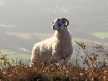 Season 1, Ep. 1: The Ram & The Centaur