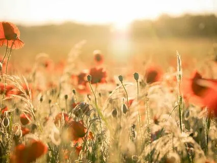 Season 1, Ep. 2: The Goddess Of Flowers