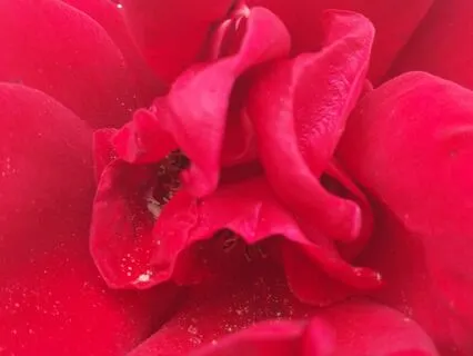 Season Of Self Harvest