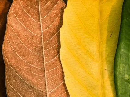 Seasons Of The Soul Story