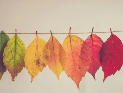 Seasons