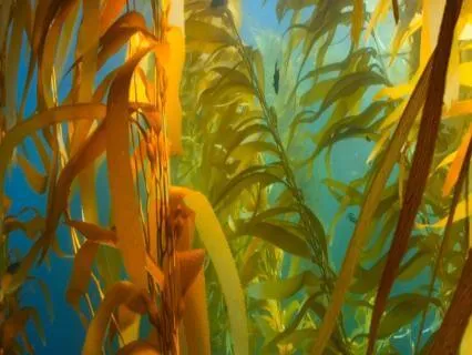 Seaweed Spine Exploration For Resilience