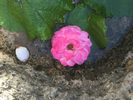 Seçimsiz Farkındalık Meditasyonu (MBSR)