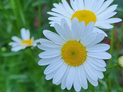 Second Spring (The Change)