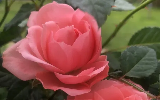 Secret Beauty (Harp)