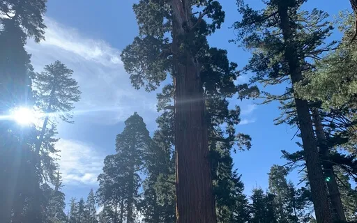 Secret Garden - Guided Journey