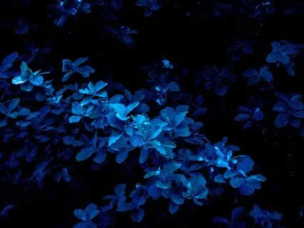 Secret Garden Of Time: Fall Asleep At The Witches' Cottage