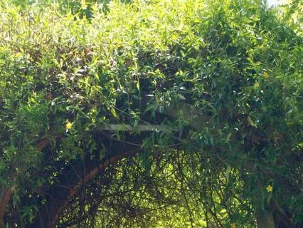 Secret Garden: Drift Into Deep Sleep