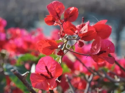 Secret Garden Visualization/Guided Imagery Practice