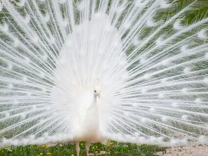 Secret To Evolution Is Internal Non-Violence