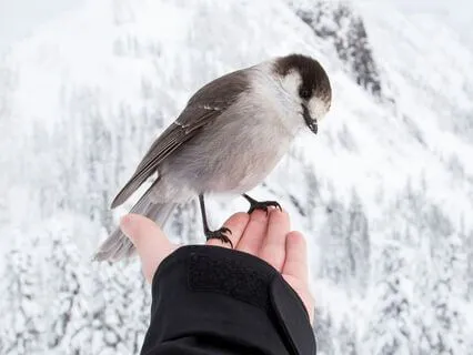 Security & Self-Worth • Phoenix Protocol