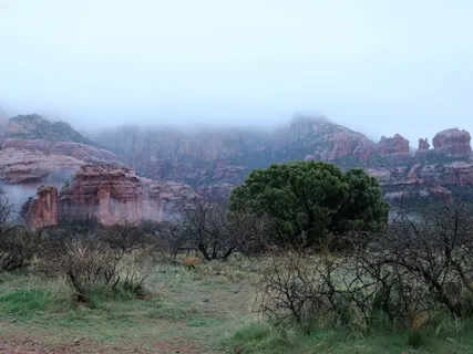 Sedona Forest Visualization