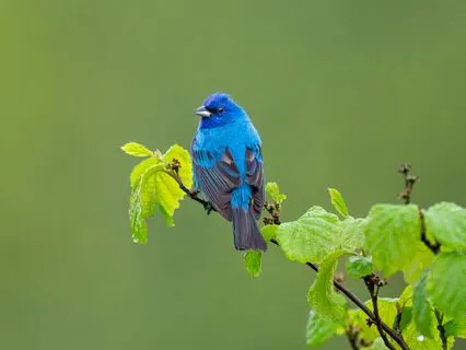 See Clearly, Trust Deeply | Third Eye Chakra With Your Pet