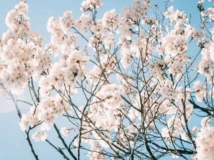 See Clearly: Unlock Mental Sharpness Today 963 Hz