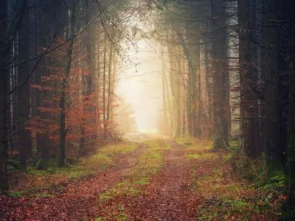 See The Wish Fulfilled And Manifest While You Sleep