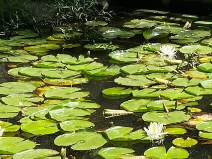 See Yourself With Love