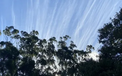 Seed Of Gratitude Meditation 