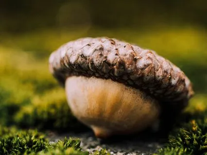 Seed Of Intention For The New Year