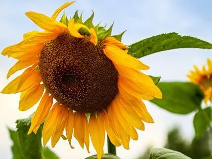 Seeding The Future With Sunflower