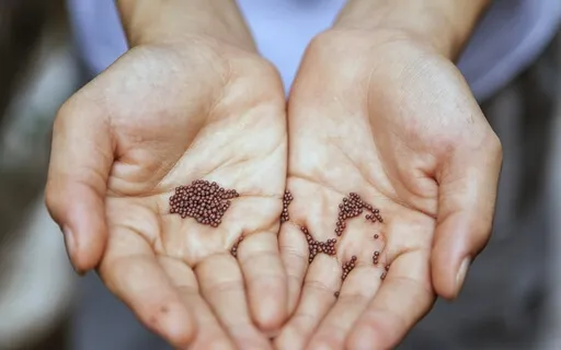 Seeds Of Hope
