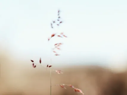 Seeds of Kindness Practice