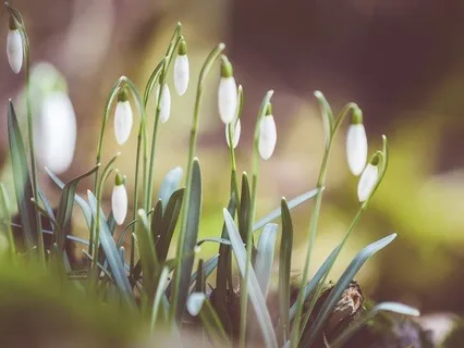 Seeds Of Renewal: Imbolc - Honouring The Return Of The Light