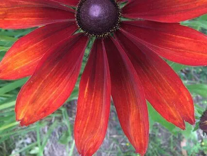 Seeds Weeds And Flowers: Nurturing Souls’ Garden