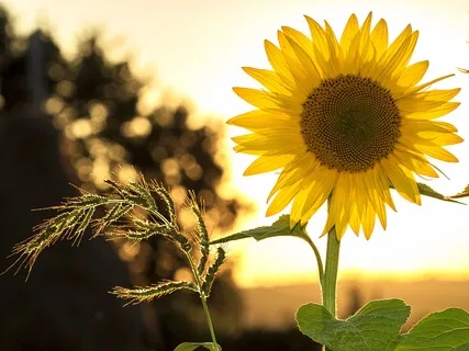 Seeing Beauty Through Struggle & Stress