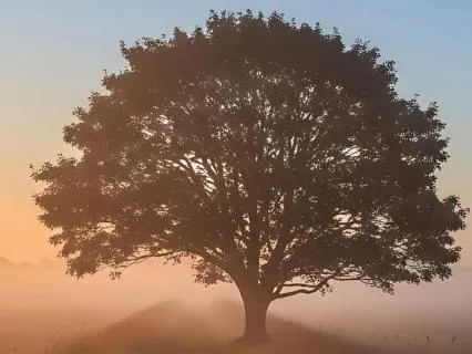 Seeing Clearly | A Yoga Nidra On Avidyā