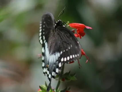 Seeing Red Root Chakra