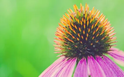 Seeing The Actual Brings The Ultimate Certainty