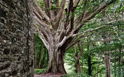 Seeing The Forest (No Music)