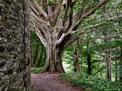 Seeing The Forest (With Music)