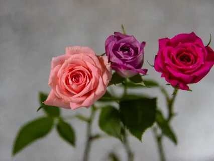 Seeker Sees Real Self Transcending The Body