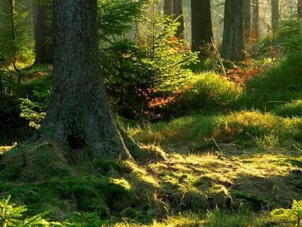 Seeking The Golden Bubble Bath: Bedtime Tale